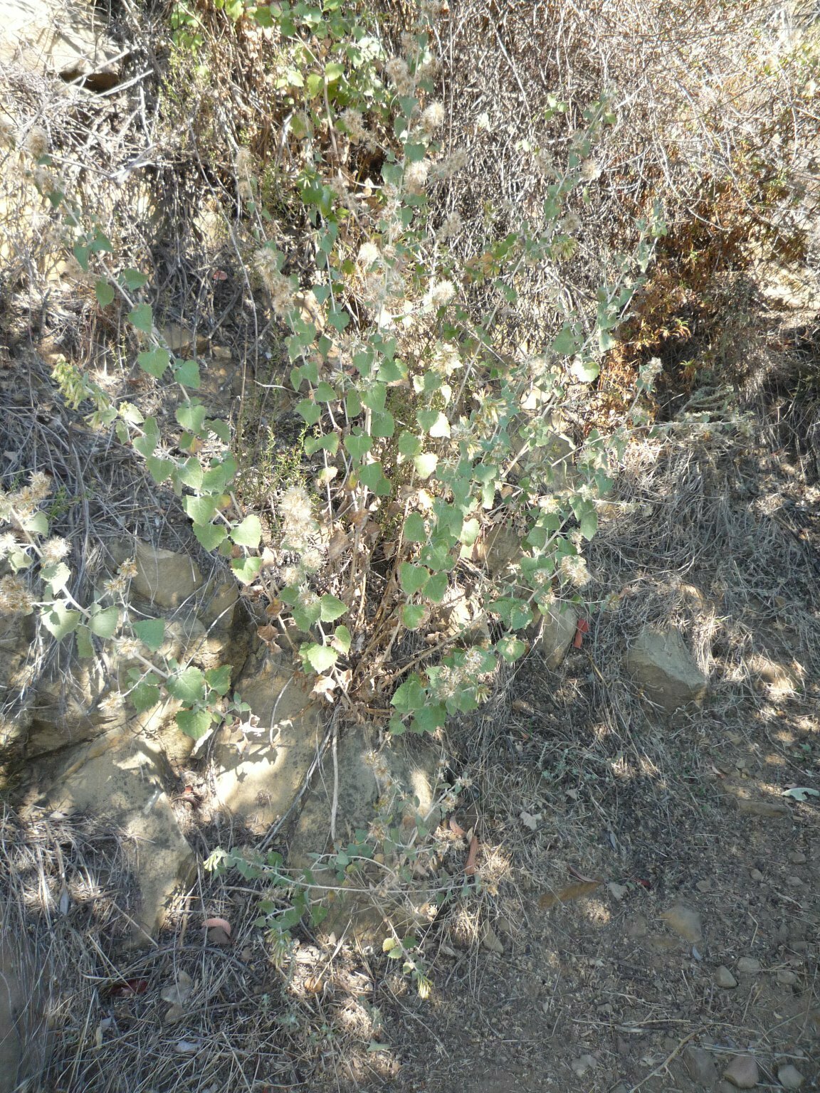 High Resolution Brickellia californica Plant